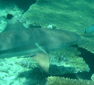 Schwarzspitzen Riffhai