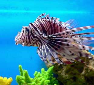 Очень красивая и ядовитая рыба