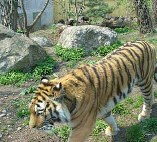 Tiger in Schönbrunn