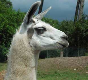 Serengeti Park Hodenhagen