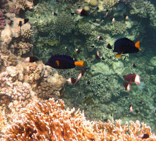 Fische vor dem Hausriff Hotel Tulip Resort