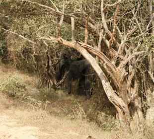 Elefantenmama und KInd im Yala Yala Nationalpark