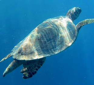 Schnorcheln Marsa Alam