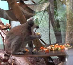 Tierpark Hellabrunn - Welt der Affen