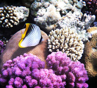 Schnorcheln Soma Bay