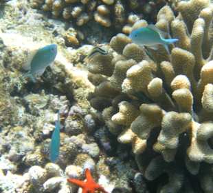 Korellen mit Seestern und Fischen