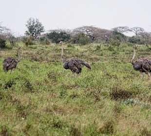 Nationalpark Kenia