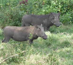 Pumbas-Warzenschweine