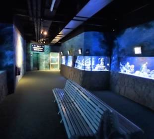 Impressionen aus dem Meeresaquarium