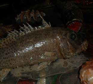 Sindbad Submarine - Wartebereich