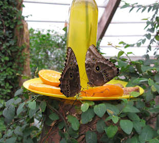 Schmetterlingspark in Sasnitz