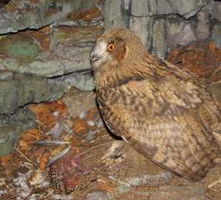 Vogel-und Jagdtierkunde