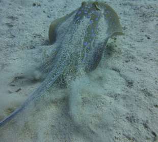 Delfinschwimmen Hurghada