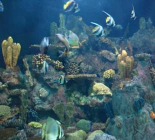 Aquarium