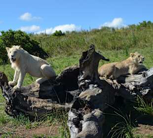 Das ist doch wohl fotogen