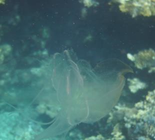 Alien im Riff - Weichtier