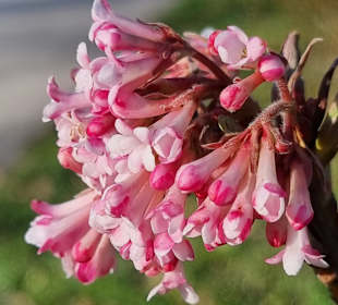 Blüten