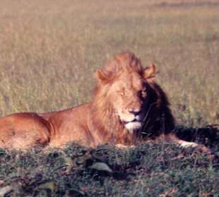 The King of the wilderness