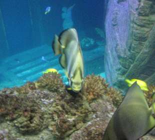 Sealife