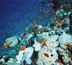 Unterwasserwelt vom Steg aus,- am Hausriff vom Hotel Sea Gar