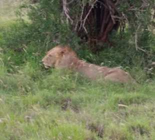 Sarova Salt Lick Game Lodge