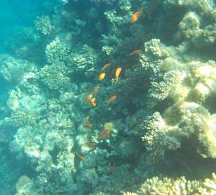 Hausriff mit Fischen