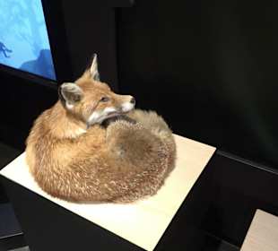 Naturparkzentrum Ruhestein