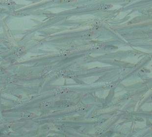 Fischschwarm
