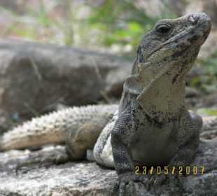 "Bewohner" Maya-Stadt Uxmal