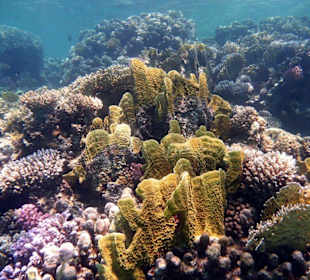 Korallenlandschaft am Riff