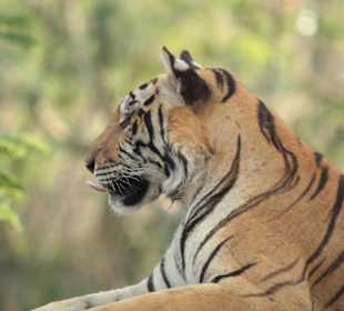 Ohne Gitter auf der Rundfahrt