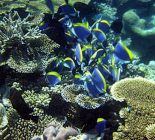 Schöne Unterwasserwelt