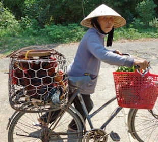 Lebende Hühner auf dem Fahrrad