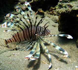 Rotfeuerfisch Lahami Hausriff