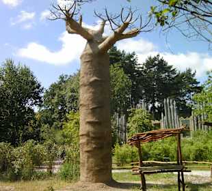 Baobab Baum