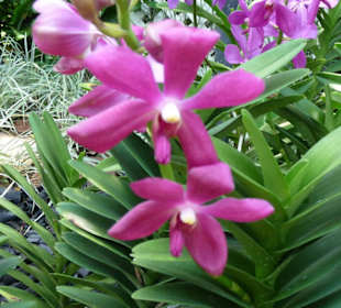 Exotische Blüten und Farben