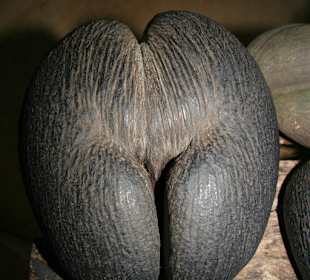 Praslin, Vallee de Mai