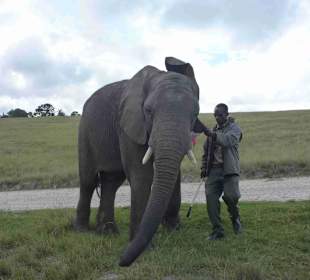 Knynsa Elephant Park