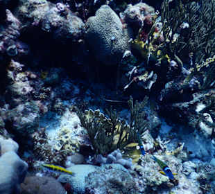 Schnorcheln Willemstad