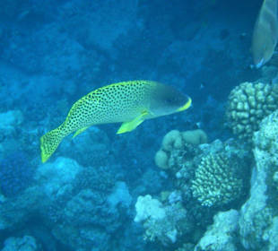 Schwarzgepunktete Süßlippe