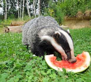 Dachs isst Wassermelone