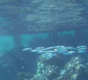 Schnorcheln Marsa Alam