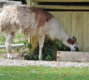 Lama im Tierpark Röhrensee