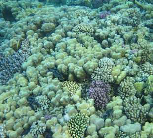 Schnorcheln Marsa Alam