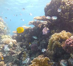 Einmalie Erlebnisse mit Mo´s Delfinen