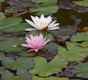 Kleiner Seerosenteich im Dorf