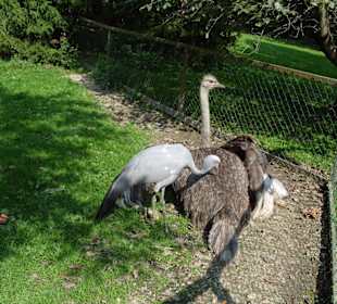 Vogel Strauß mit Anhang