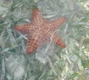 Einer der roten Seesterne!
