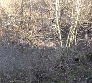 Burgruine Hohenstein