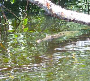 Black River